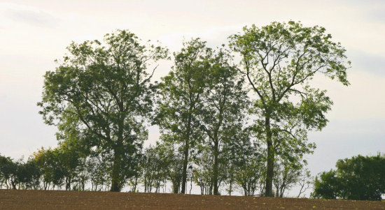 Local Landscape